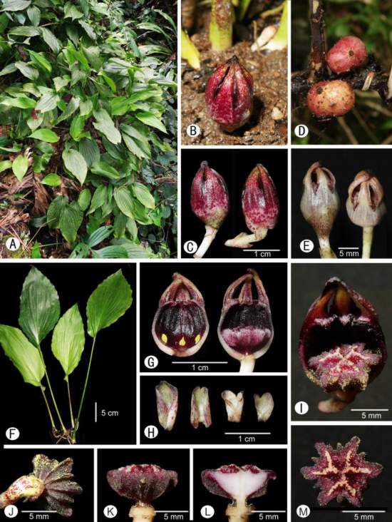 龙江蜘蛛抱蛋拼版照片。（中国科学院广西植物研究所供图）