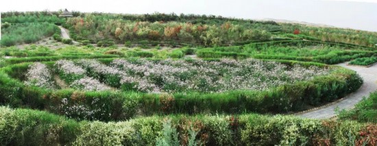 塔里木油田塔中沙漠植物园中荒原不雅赏植物区