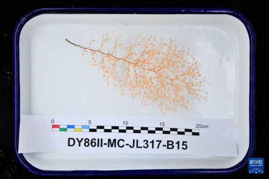 這是下潛中採集到的金柳珊瑚樣品（9月11日攝）。新華社記者 王聿昊 攝