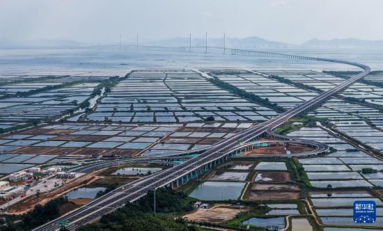 黃茅海跨海通道經黃茅海大橋登陸江門台山赤溪鎮，這是赤溪東互通立交（無人機照片，12月4日攝）。新華社記者 劉大偉 攝