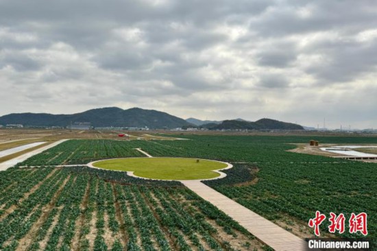 圖為實施鹽鹼地復墾改良后的良田。中新社記者 錢晨菲 攝