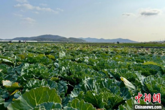 圖為成片的蔬菜。中新社記者 錢晨菲 攝