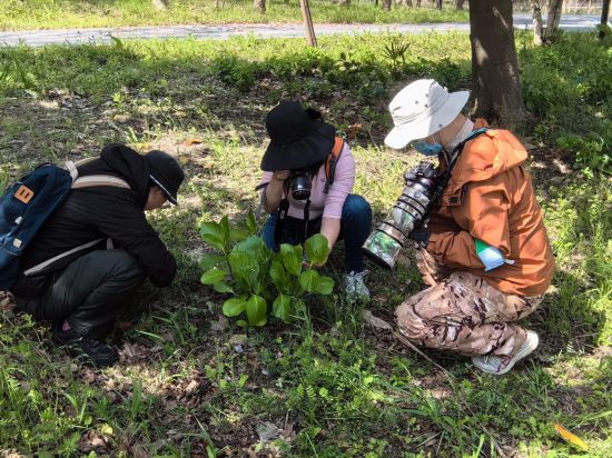 “上海昆虫調查團”浦東組在金海濕地公園活動，參與者們正在拍攝昆虫。新華社發