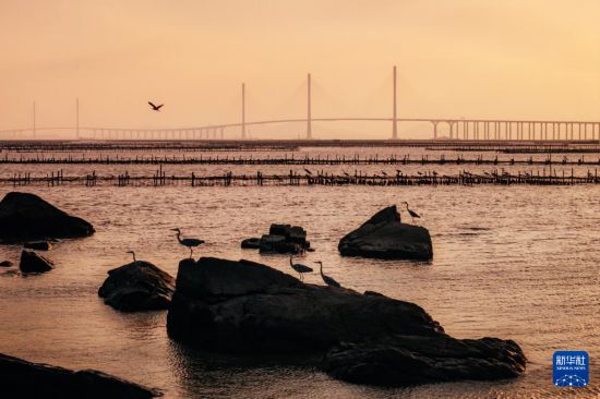 黃茅海跨海通道高欄港大橋（左側兩主塔）和黃茅海大橋（右側三主塔）（12月8日攝，無人機照片）。新華社發（邱活攝）