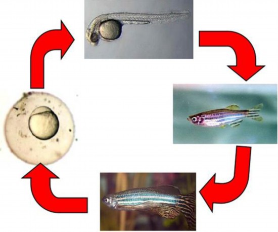 斑马鱼胚胎发育过程示意图。中国科学院供图