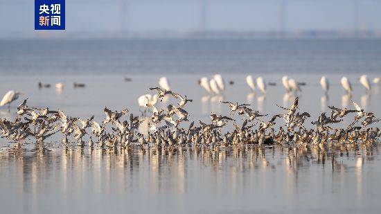 廣東內伶仃福田國家級自然保護區內的候鳥