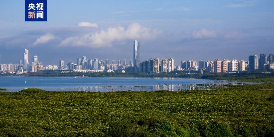 深圳福田紅樹林濕地