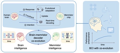 协同演进脑机接口框架。（联合研究团队供图）