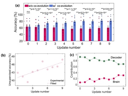 （a）协同演进脑机解码正确率较初始状态提高20%；（b）任务相关脑电特征发生正向演化；（c）脑与忆阻器解码器实现互适应。（联合研究团队供图）