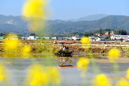 2月7日，在云南省西双版纳州勐海县曼朗村，插秧机在插秧。新华社发（佐连江 摄）