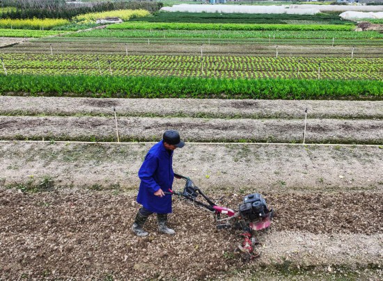 2月5日，在广西南宁市西乡塘区石埠街道下灵村蔬菜种植基地，农民驾驶农机翻耕土地（无人机照片）。 新华社发（喻湘泉摄）