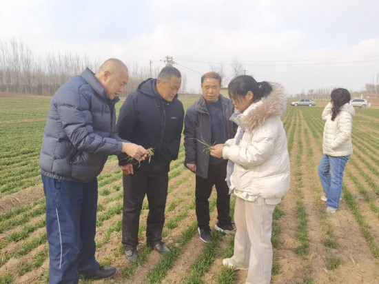 山東省夏津縣農業農村局植物保護站站長、高級農藝師鄭曰英（右二）在開展小麥苗情調查、病虫害監測，並指導糧農加強春季田管。（受訪者供圖）