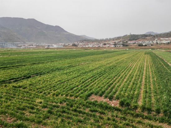 湖北省保康縣馬橋鎮中坪村的麥田。新華社記者侯文坤 攝