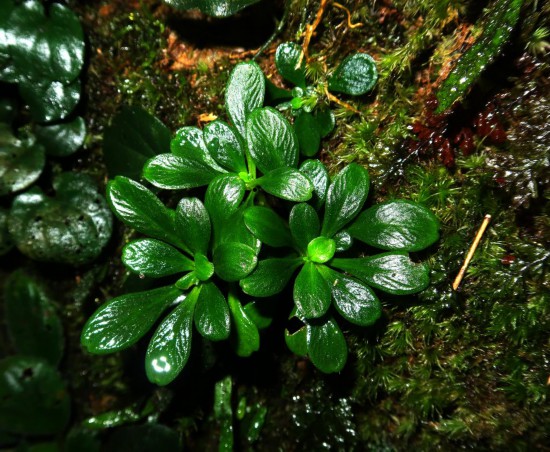 廣西景天的野外不育植株。（鄒春玉 攝）