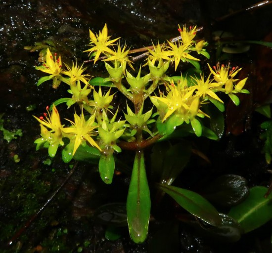 廣西景天的開花植株。（鄒春玉 攝）