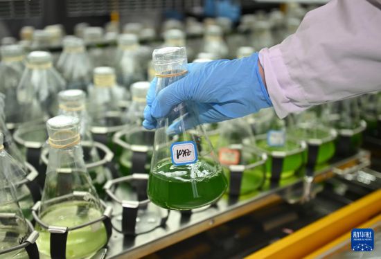 3月20日，在中国科学院成都生物研究所实验室，合成微生物组与污水资源化创新团队科研人员在观察微藻扩培情况。 新华社记者 刘坤 摄