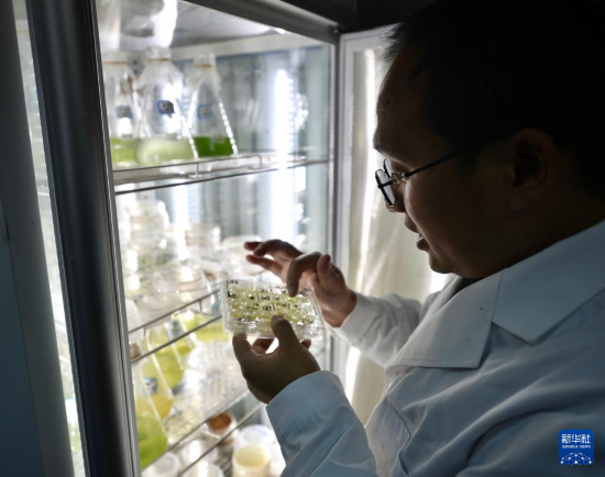 在中国科学院成都生物研究所实验室，谭周亮在查看藻类培养情况（2021年12月6日摄）。新华社记者 刘坤 摄
