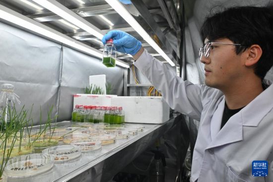  3月20日，在中国科学院成都生物研究所实验室，合成微生物组与污水资源化创新团队科研人员在查看微藻肥料促小麦出苗效果。  新华社记者 刘坤 摄