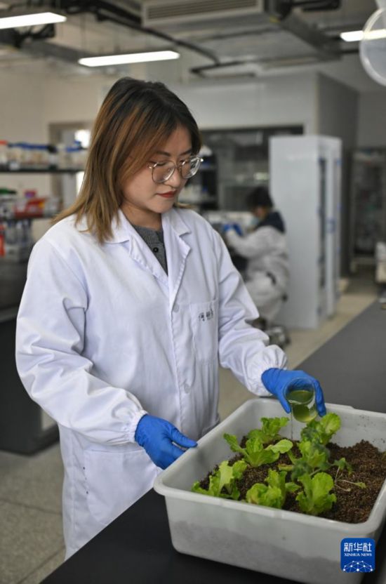 3月20日，在中国科学院成都生物研究所实验室，合成微生物组与污水资源化创新团队科研人员在用藻液对蔬菜施肥。新华社记者 刘坤 摄