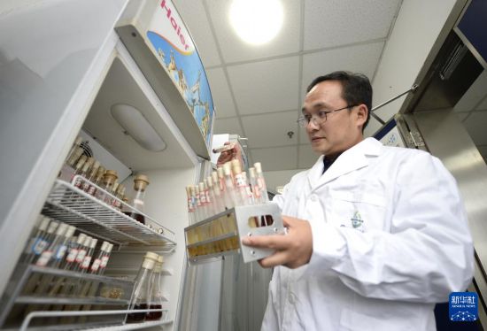  在中国科学院成都生物研究所实验室，谭周亮在整理功能微生物菌种资源（2021年12月6日摄）。  新华社记者 刘坤 摄
