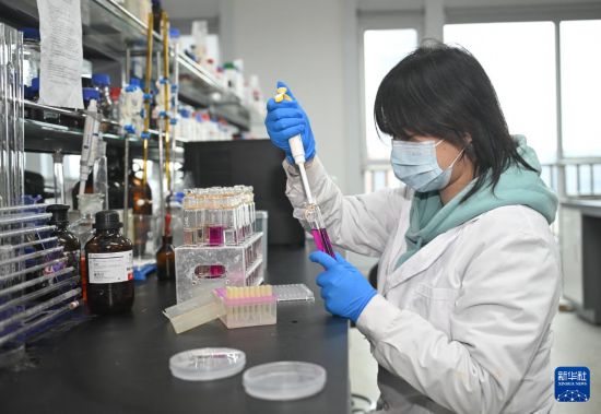  3月18日，在中国科学院成都生物研究所实验室，合成微生物组与污水资源化创新团队科研人员在做实验。新华社记者 刘坤 摄