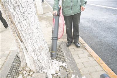 工作人員用輕便手提式楊柳飛絮吸收機吸取飛絮。北京市園林綠化局供圖