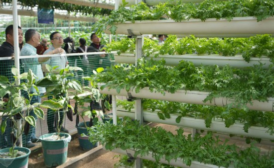 4月20日，在第二十六屆中國（壽光）國際蔬菜科技博覽會上，人們在觀看先進種植模式展示。新華社記者徐速繪 攝