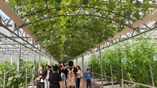游客在壽光菜博會展館內游覽。新華社記者叢佳鑫 攝