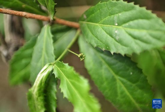 4月11日拍攝的花蕾期的成都衛矛。新華社記者 劉坤 攝