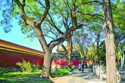 故宫的古树。马嫒馨摄/光明图片