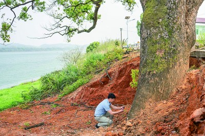 中南林业科技大学副教授吴磊在湖南衡山县长江镇新源村古树救治现场检查古树根系。新华社发