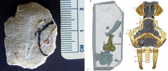 南方古椎魚化石照片（左）、三維重建（中）及各骨片生活位置恢復圖（右）。（中國科學院古脊椎所供圖）