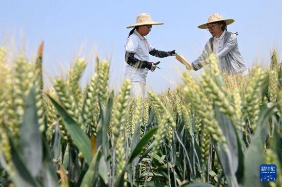 5月26日，河北省曲周縣劉庄科技小院的學生在試驗田內收集麥粒樣本。新華社記者 牟宇 攝