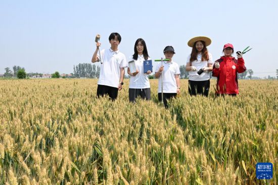 河北省曲周縣傅庄科技小院的學生在麥田裡（5月26日攝）。新華社記者 牟宇 攝