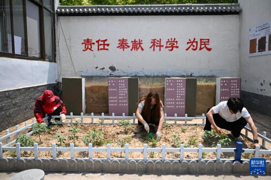 5月26日，河北省曲周縣傅庄科技小院的學生在小院的試驗田裡工作。新華社記者 牟宇 攝