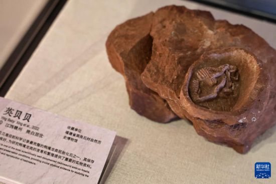 這是展出的英貝貝鴨嘴龍類胚胎化石（5月26日攝）。新華社記者 方喆 攝