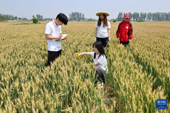 5月26日，河北省曲周縣傅庄科技小院的學生在麥田裡測量植株高度。新華社記者 牟宇 攝