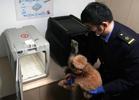2025年4月10日，在北京南站，工作人員將寵物狗放入高鐵專用寵物運輸箱。 新華社記者 張晨霖 攝