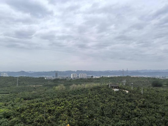 圖為廣西田東縣小龍村的芒果種植基地。（受訪者供圖）