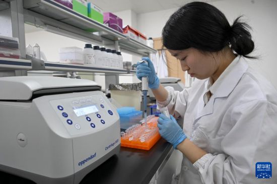 7月6日，研究人员在黄淮海（宿州）种业科技谷南京农业大学大豆生物育种中心分子生物学实验室工作。  新华社记者 黄博涵 摄