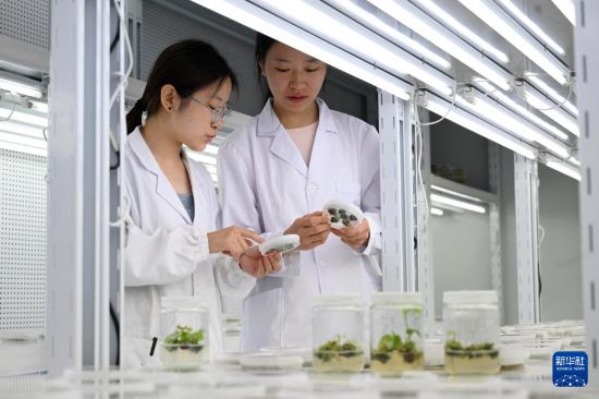 7月6日，研究人员在黄淮海（宿州）种业科技谷南京农业大学大豆生物育种中心人工气候室观察育种材料生长情况。  新华社记者 黄博涵 摄
