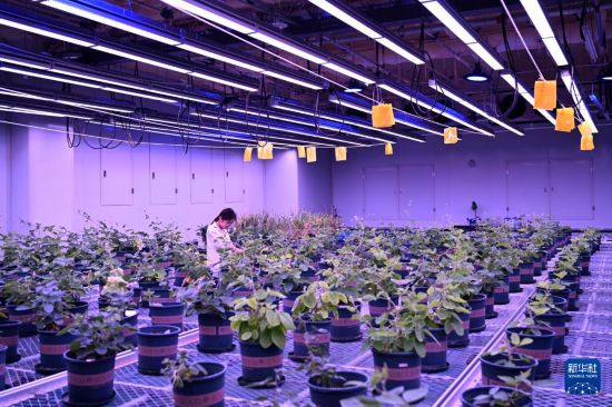 7月6日，研究人员在黄淮海（宿州）种业科技谷南京农业大学大豆生物育种中心人工气候室查看大豆长势。  新华社记者 黄博涵 摄