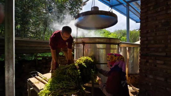   勐腊县来伞伞都合作社社员在粗提炼跳蚤草植物精油。新华社发（赶四 摄）