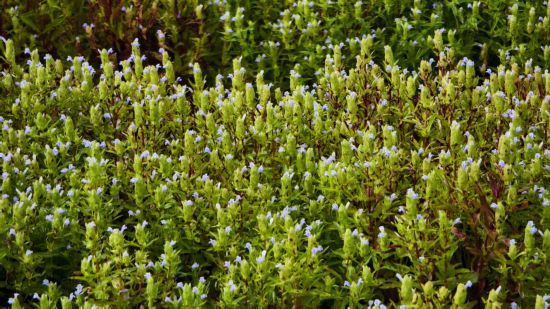   大卡老寨的跳蚤草。新华社发（赶四 摄）