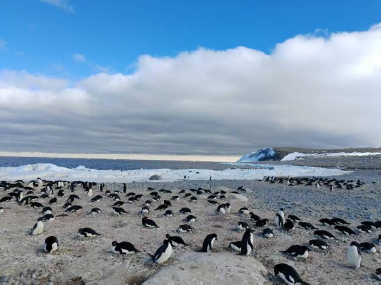 图为2025年12月拍摄的距秦岭站数公里外的恩克斯堡岛阿德利企鹅巢区。（受访者供图）