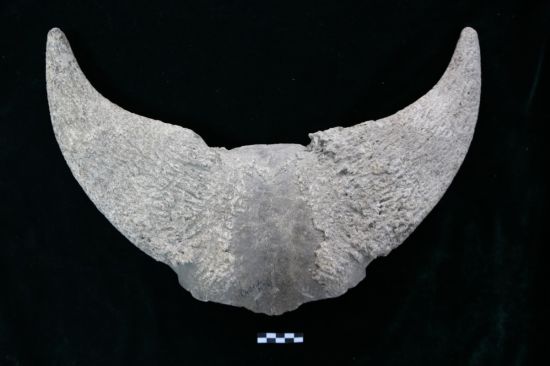 浙江跨湖桥遗址出土的圣水牛遗存。（中国社科院供图）