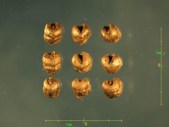 兴隆沟遗址第一地点出土的炭化粟。（中国社科院供图）