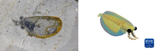 花垣生物群節肢動物-蘇魯斯蝦化石圖（左）和復原圖。新華社發