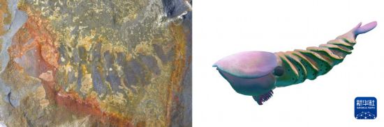 花垣生物群射齒類節肢動物-赫德蝦類化石圖（左）和復原圖。新華社發
