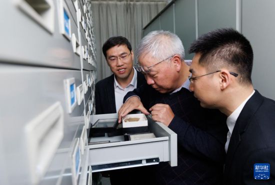 1月22日，在中國科學院南京地質古生物研究所標本館，中國科學院院士、研究員朱茂炎（中），研究員趙方臣（左），副研究員曾晗（右）查看化石。新華社記者 金立旺 攝